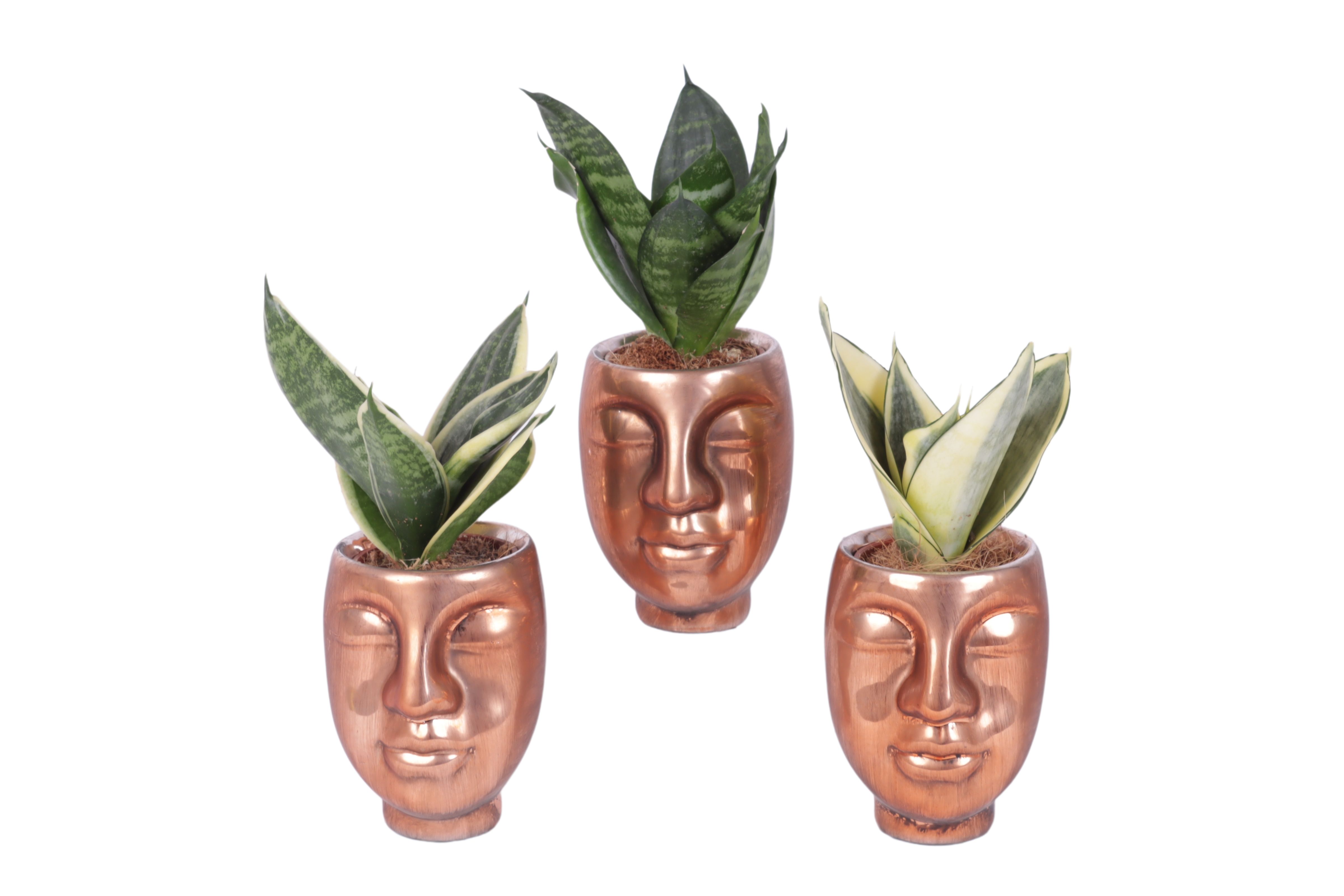 Sansevieria trif. Mix pot ø06cm Ceramic Face Pot Bronze Ø09cm, D 9