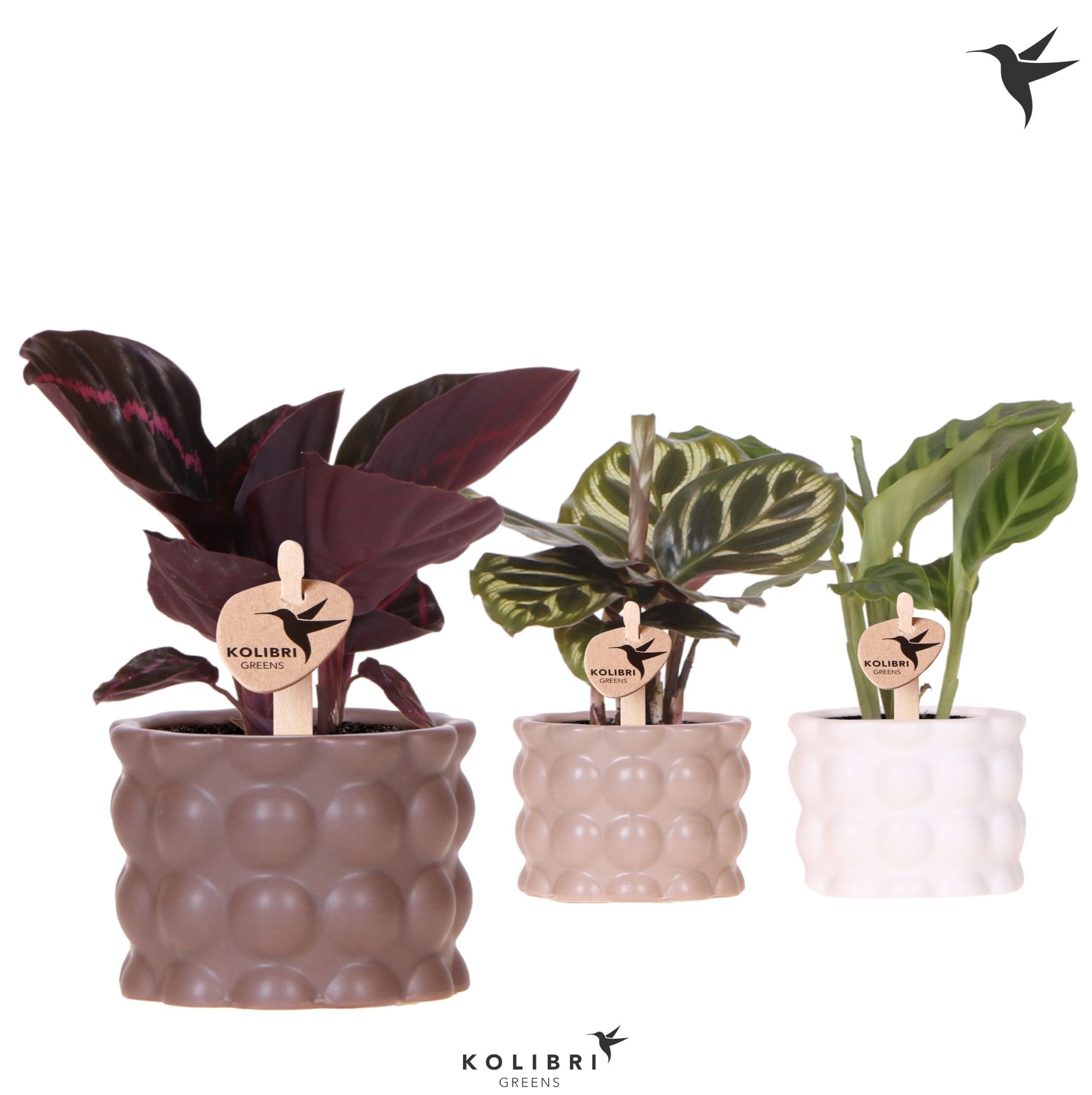 Kolibri Greens Calathea mix in Cotton pot sand mix, D 6