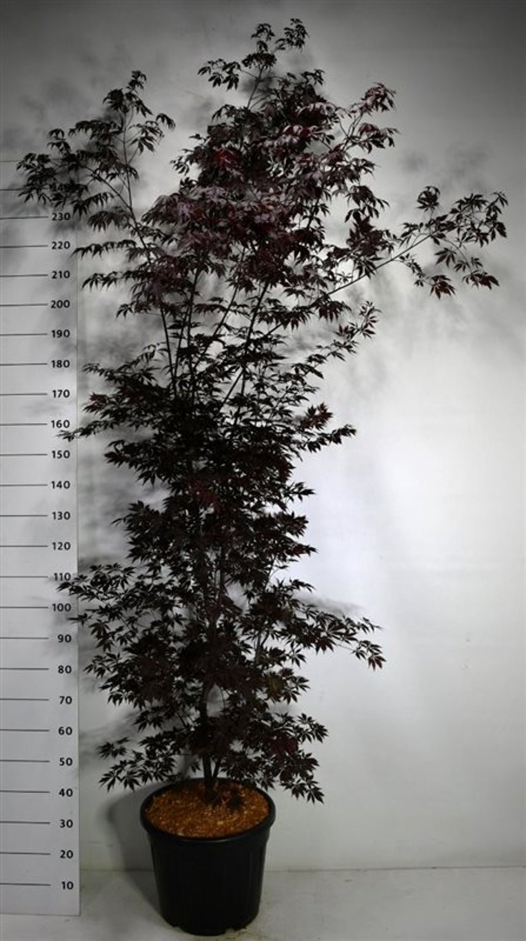 Acer pal.'Black Lace', D 40