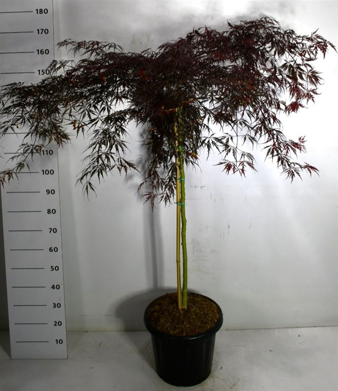 Acer pal. 'Inaba-shidare', D 38