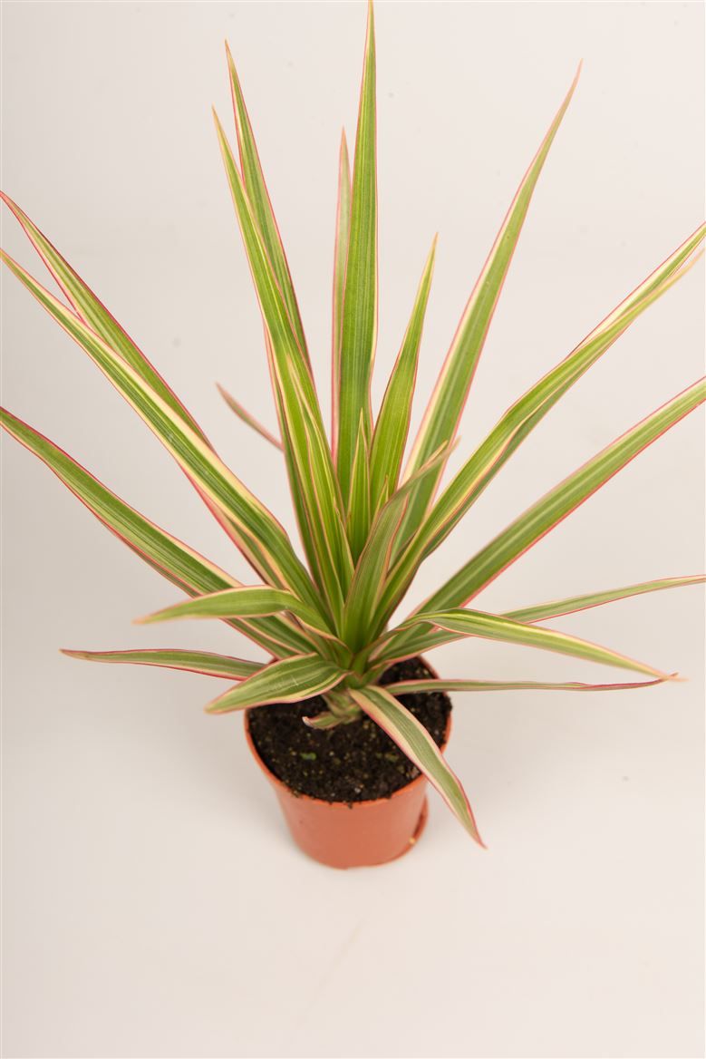 Dracaena marg. 'Bicolor', D 5,5