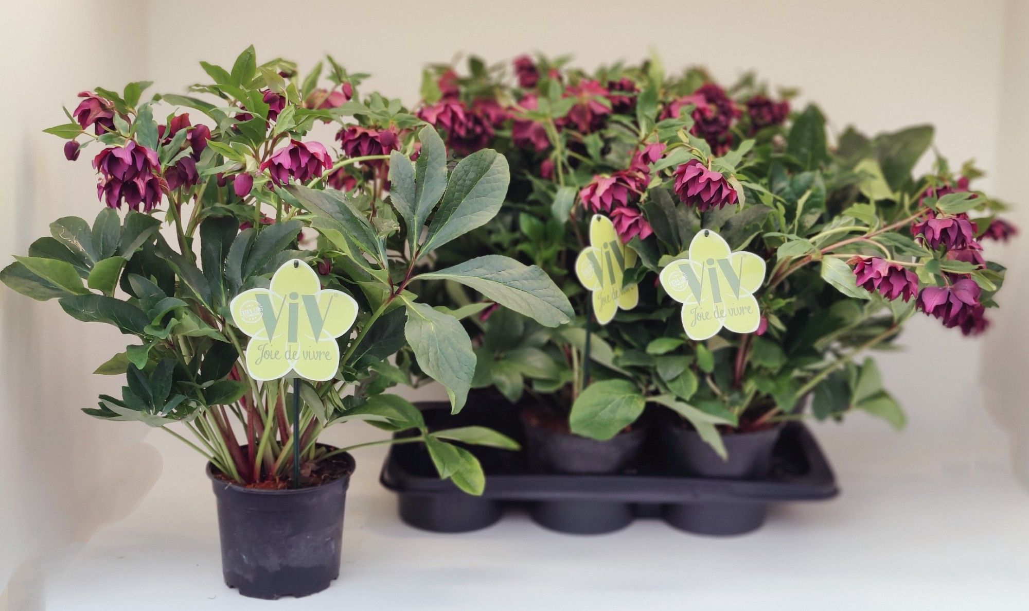 Helleborus orientalis 'ViV Luisa', D 17