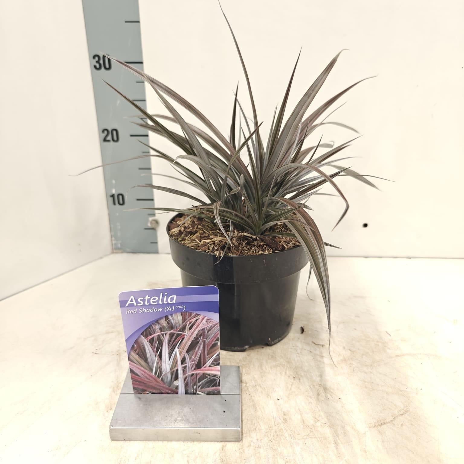 Astelia nervosa Red Shadow ('A1'PBR), D 17