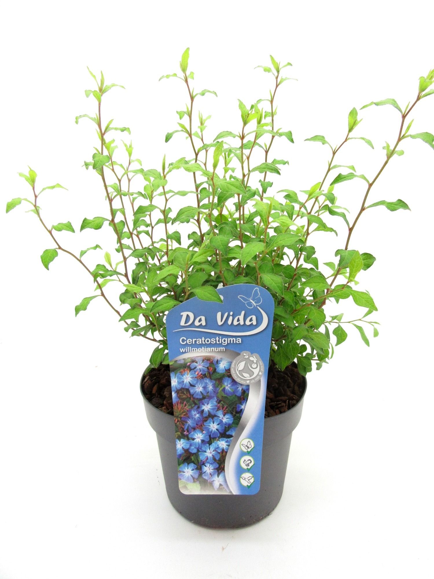 Ceratostigma willmotianum, D 19