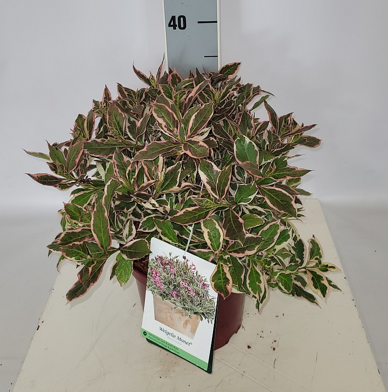 Weigela florida 'Monet' (S) C3 30-40, D 19 cm
