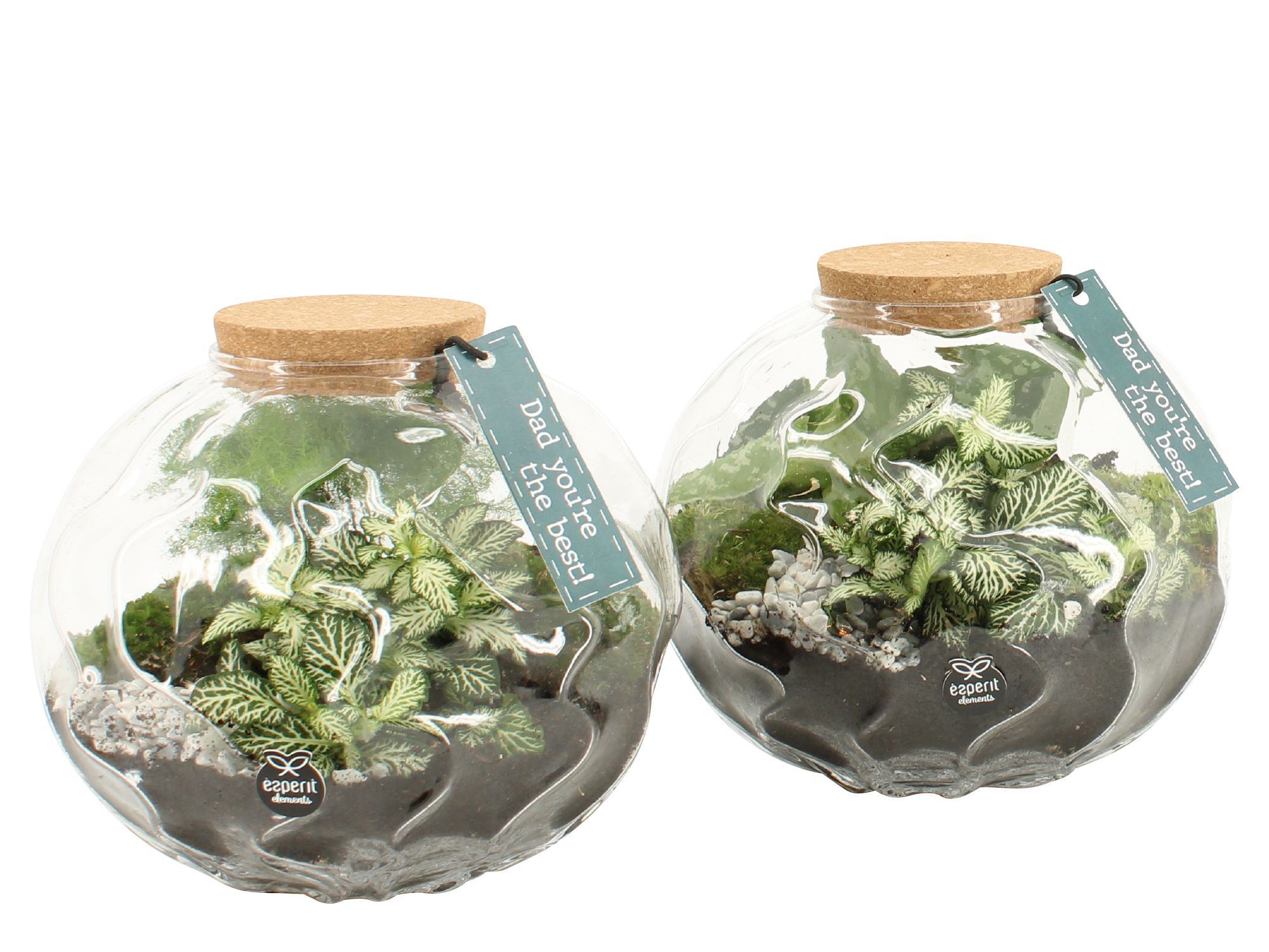 21770: Father's day terrarium, D 20