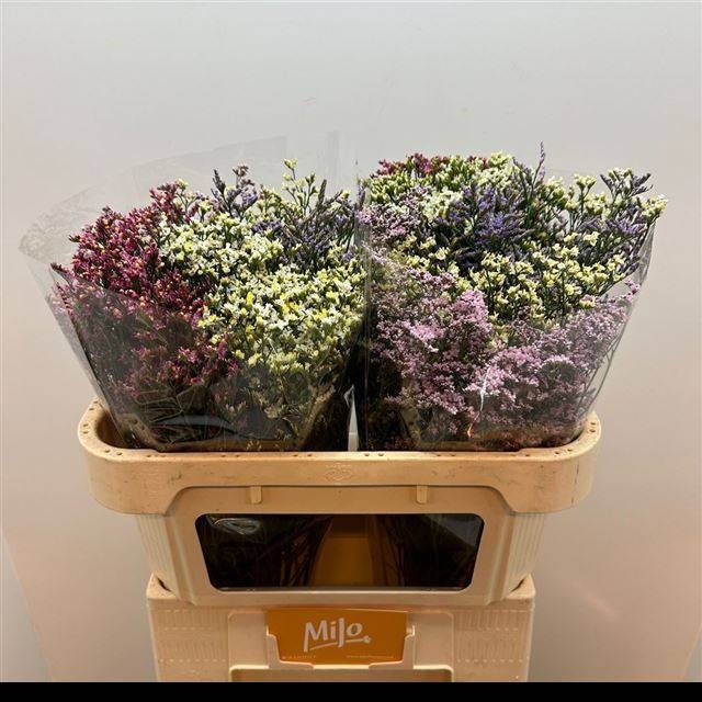 Лимониум Даймонд Микс 70, шт.