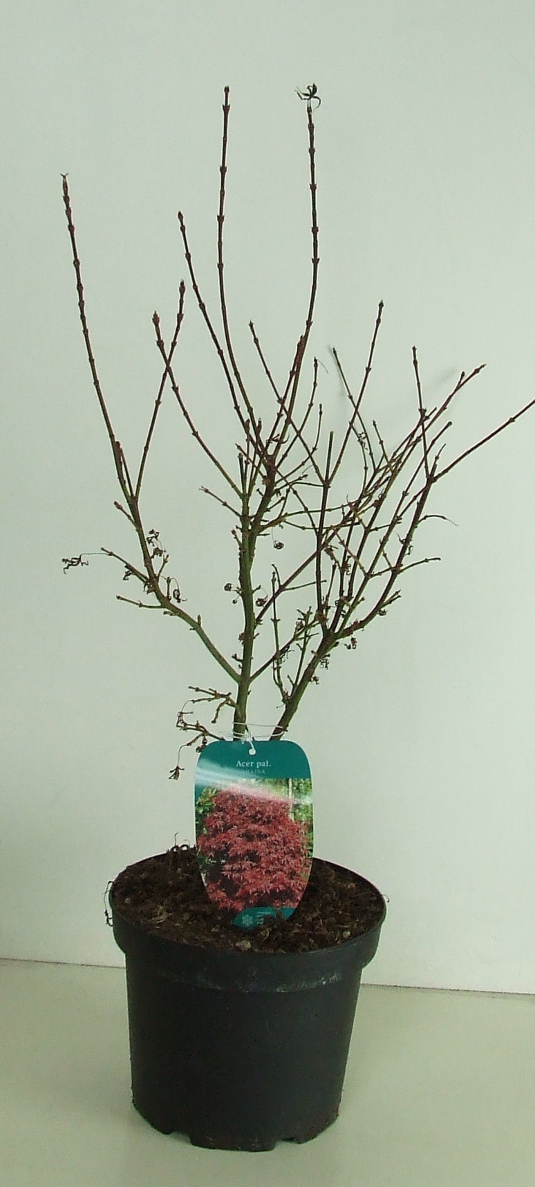 Acer palmatum 'Shaina' P23, D 23