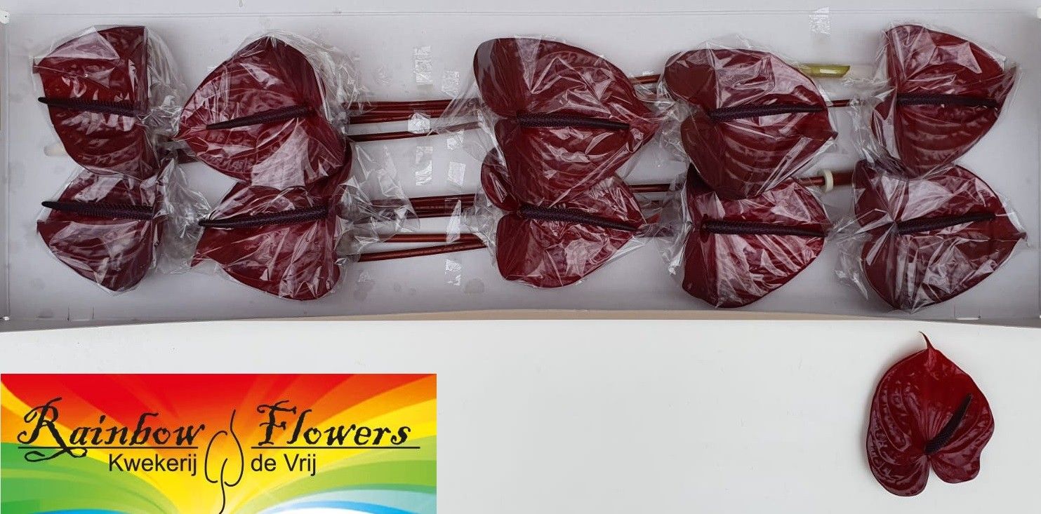 Антуриум Неро (черн.) x10, шт.