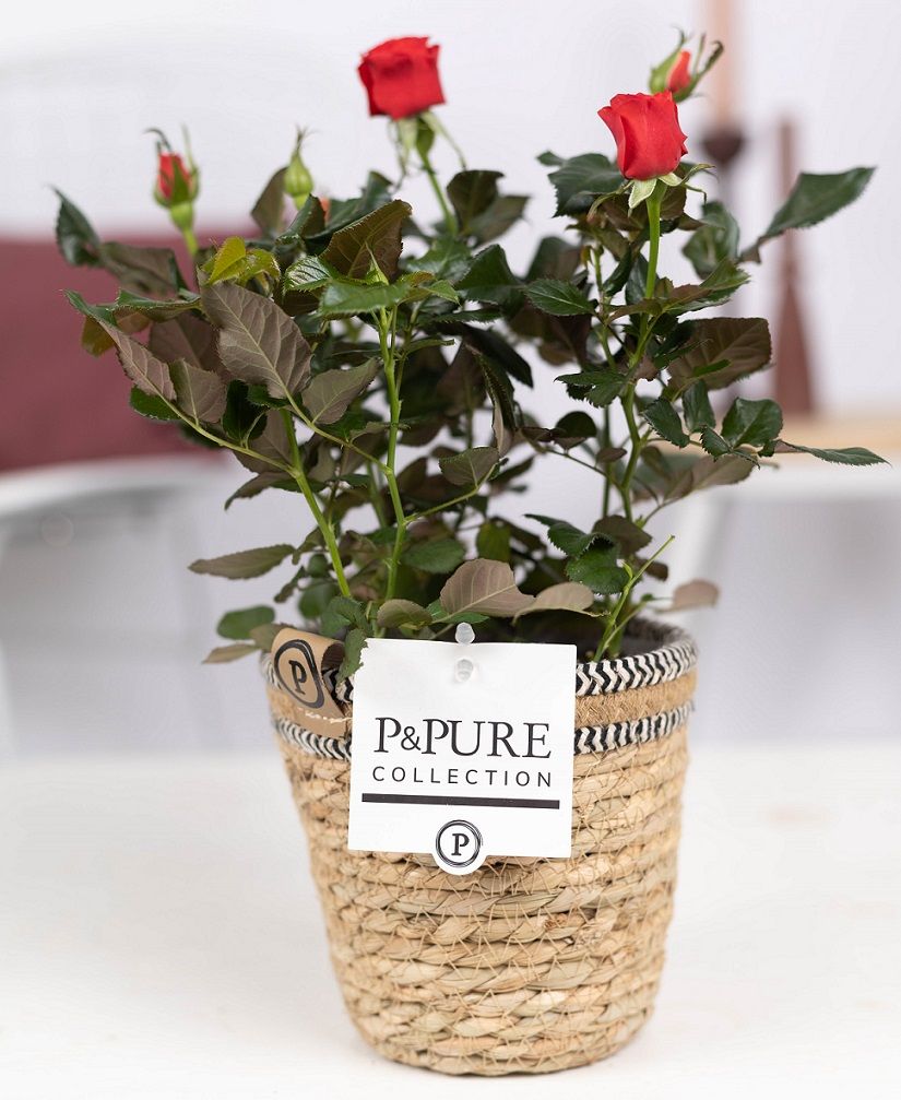 Rosa red in P&PURE Basket 6, D 12