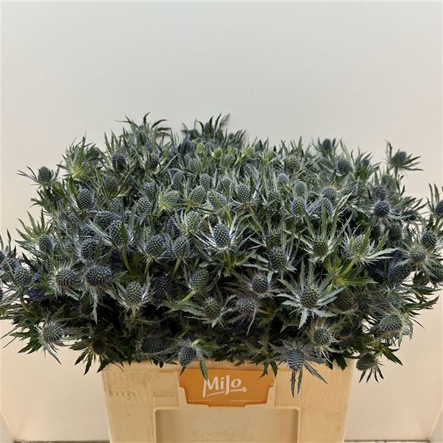 Эрингиум Блю Лагун 60 (син.), шт.