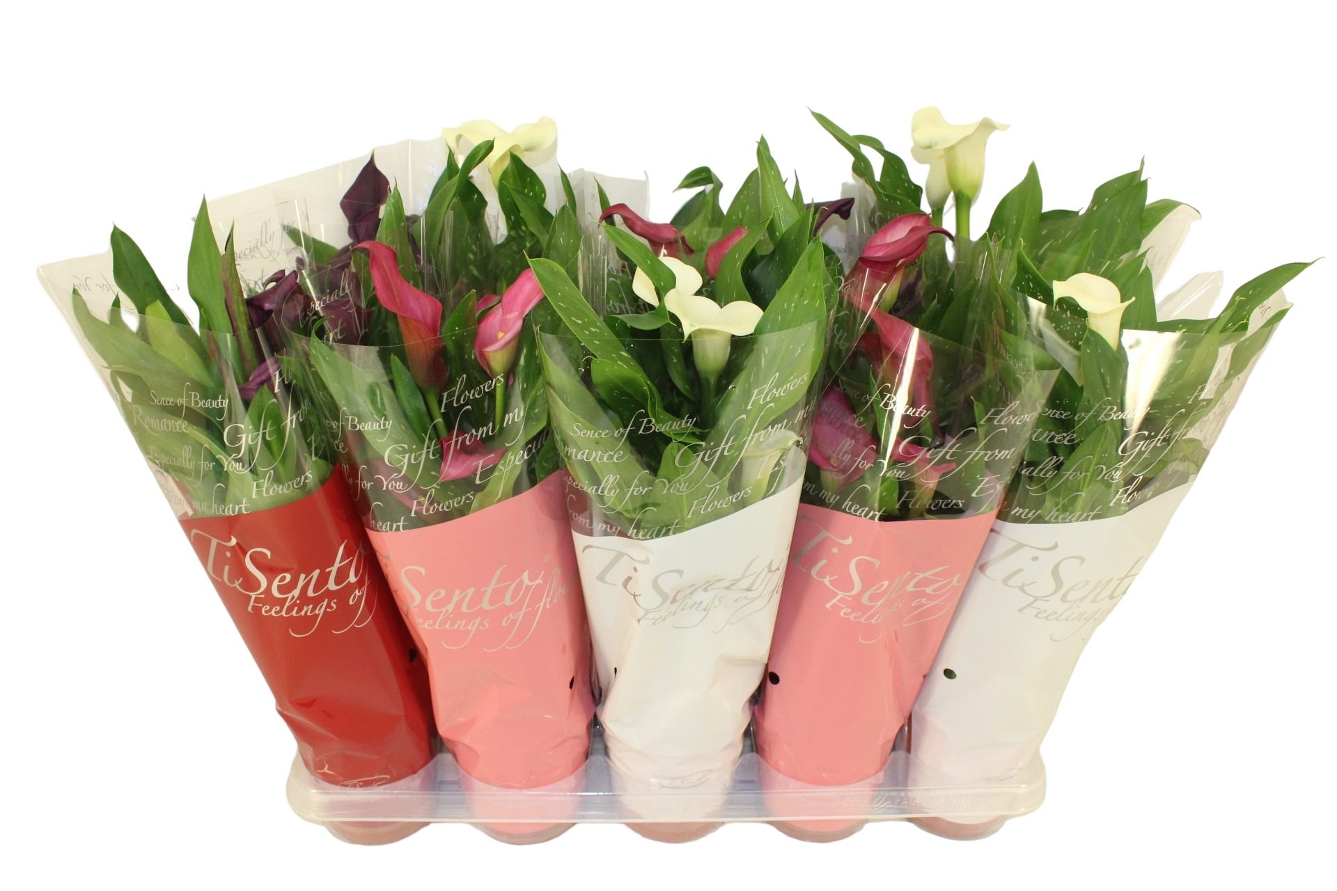 Zantedeschia (Calla) 12 cm - Februari Mix, D 12