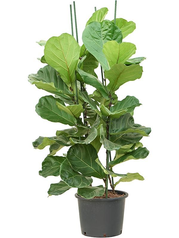 Ficus lyrata, D 32