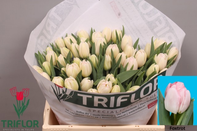 Тюльпан дв. Фокстрот (светло-роз.), шт. Тюльпан дв. Фокстрот (светло-роз.), шт.