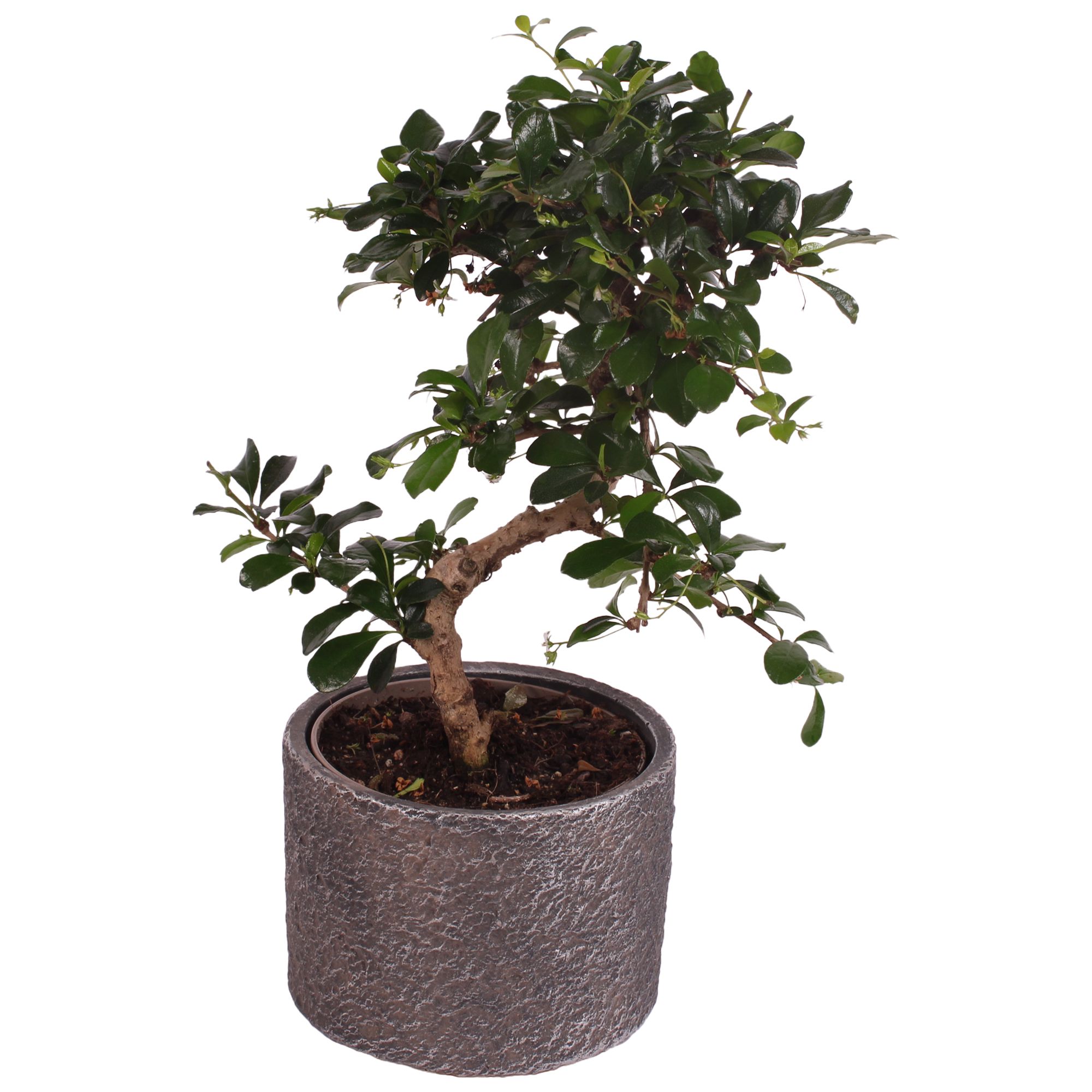 Bonsai Indoor Mix Ø12cm S-Shape in Ø 14cm Ceramic NT566, D 14