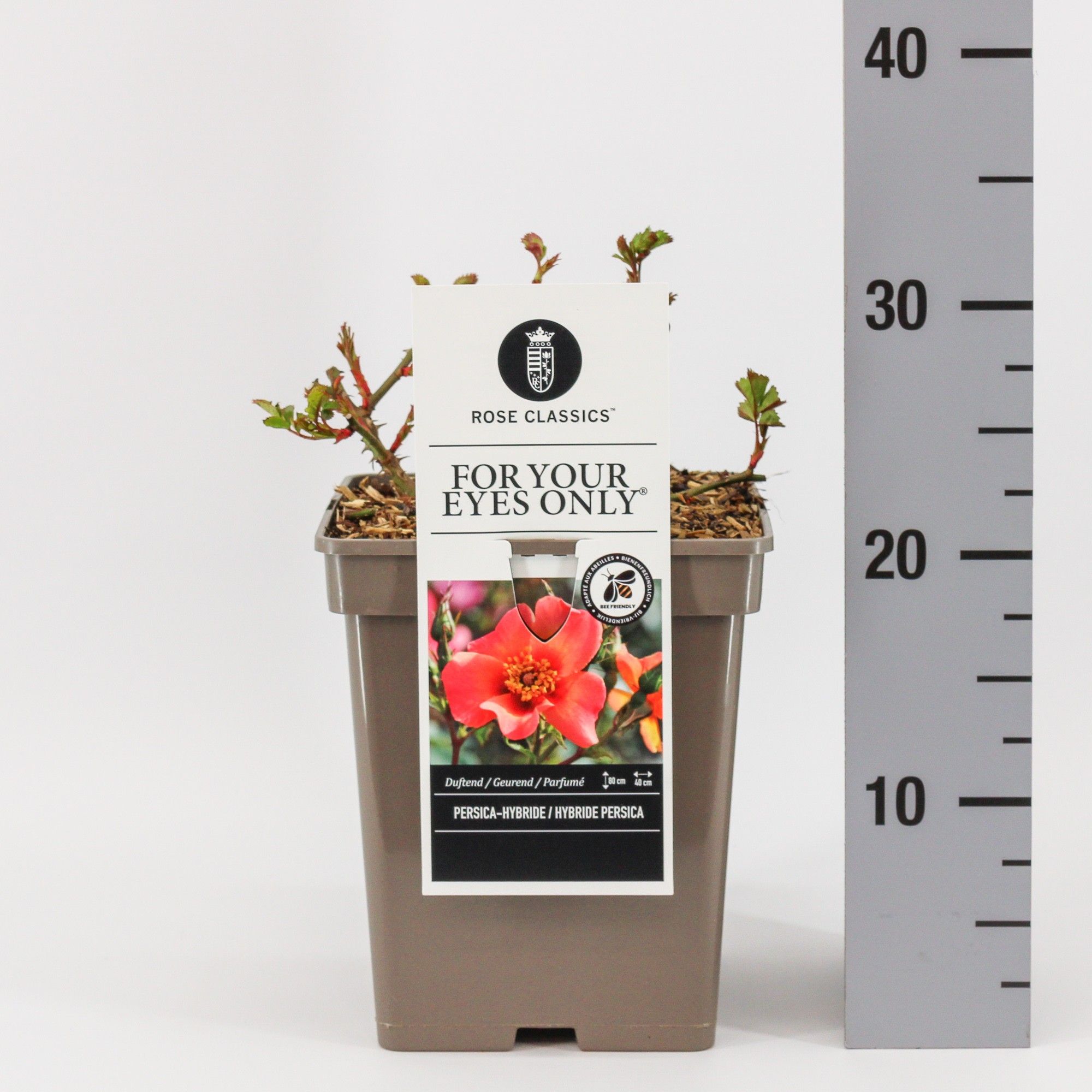 Rosa Persica For your eyes only ®, C5, D 23