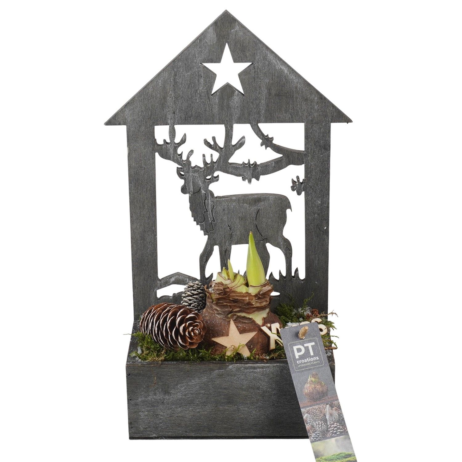 PTACH5895 Arrangement Amaryllis Christmas in houten bak, D 16 cm