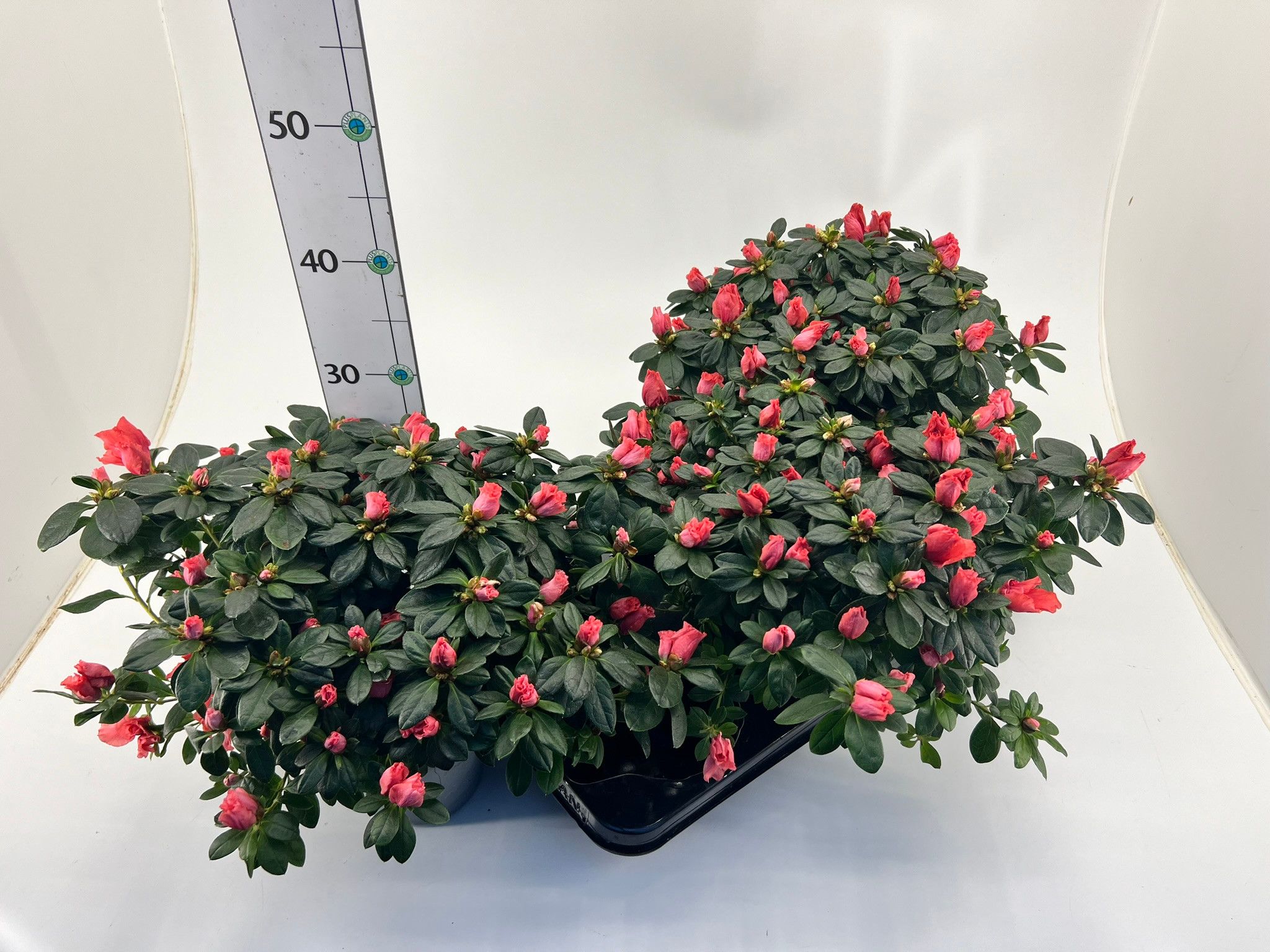 Rhododendron simsii T15 ⌀30-32 Mix, D 15 cm