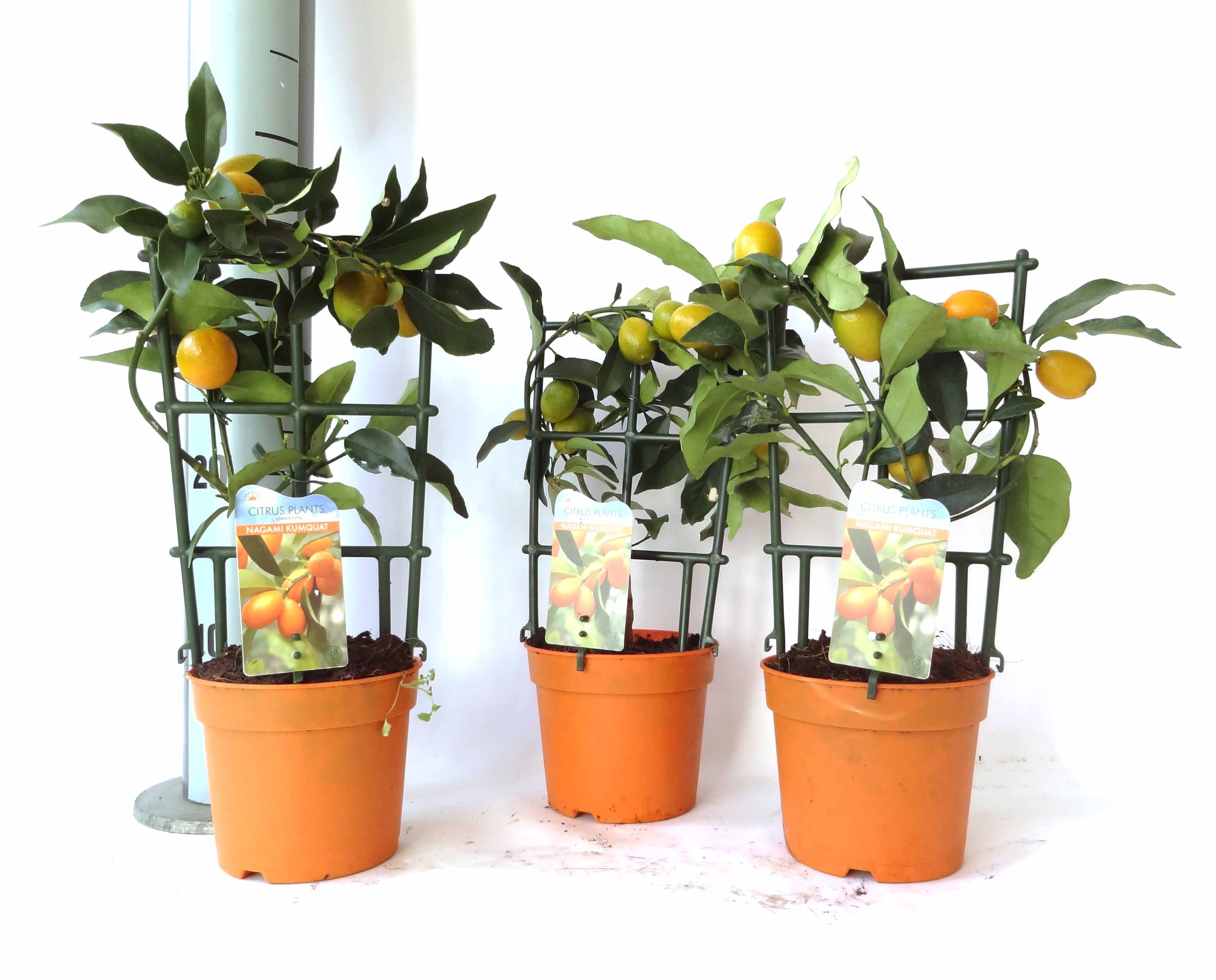 Citrus Kumquat Nagami trellis (s2), D 12