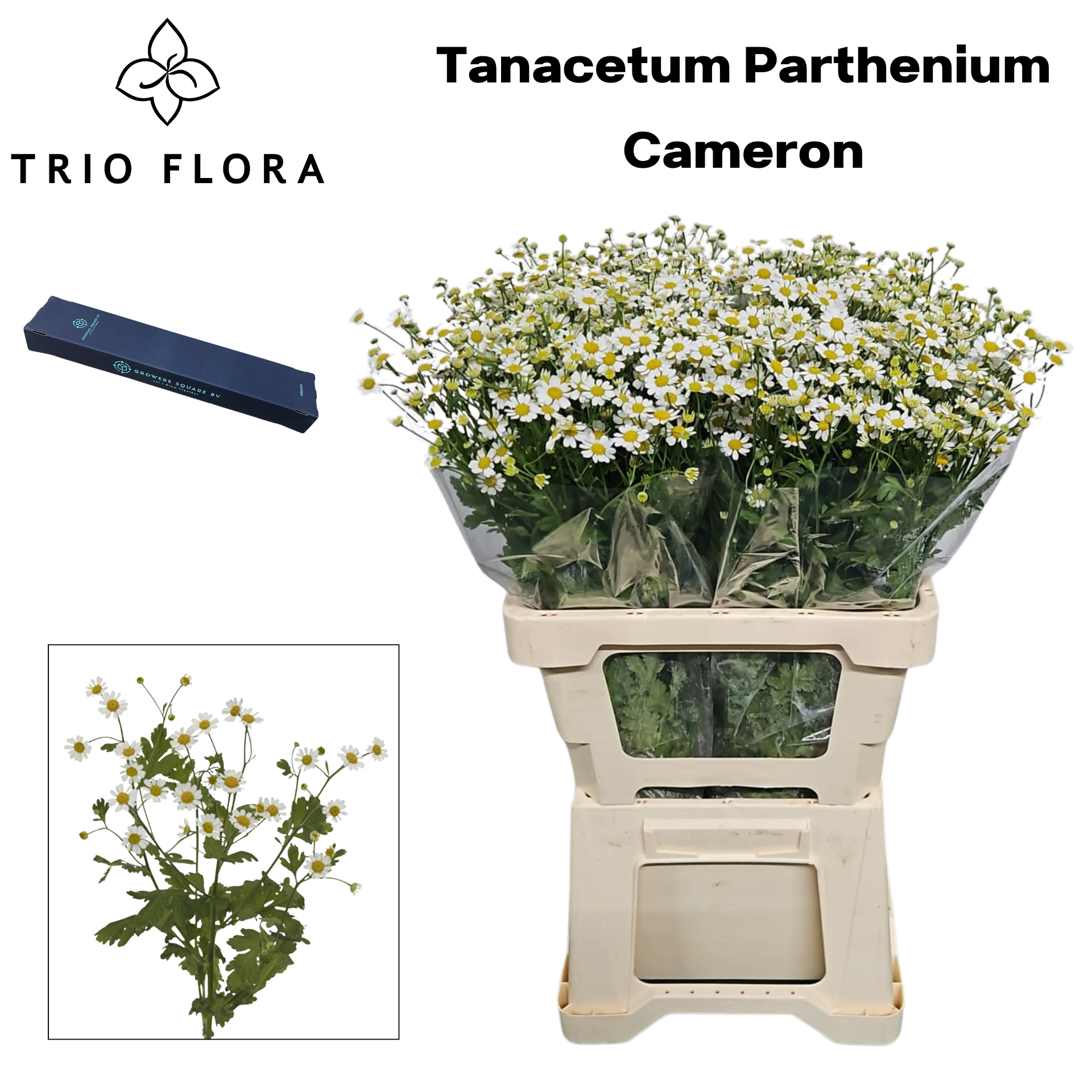 Танацетум Камерон 60 (бел.), шт.