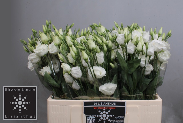 Эустома Розита Вайт 55 (бел.), шт.