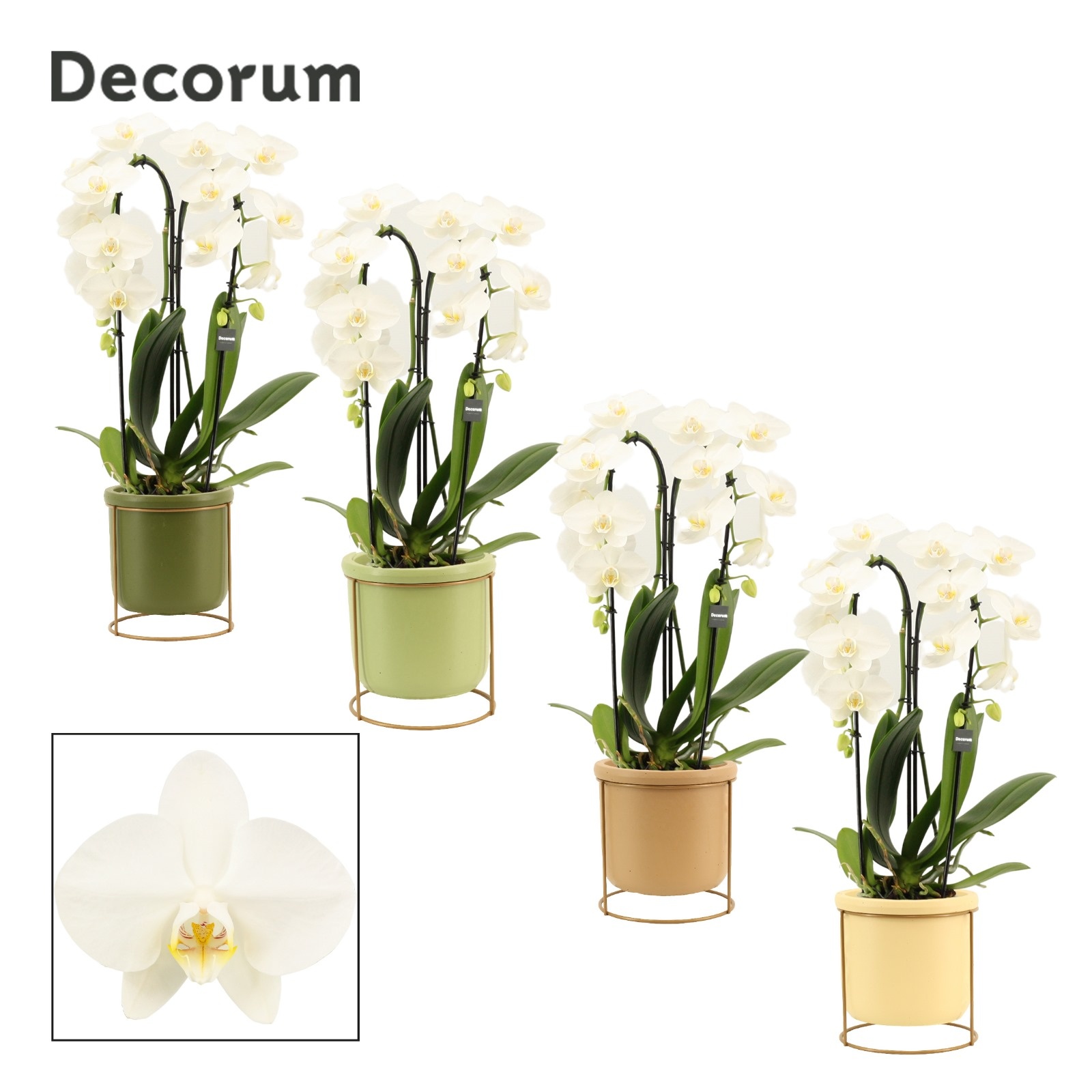 Phalaenopsis cascade 2 tak wit in Lynn (Silent moods-collection), D 12 cm