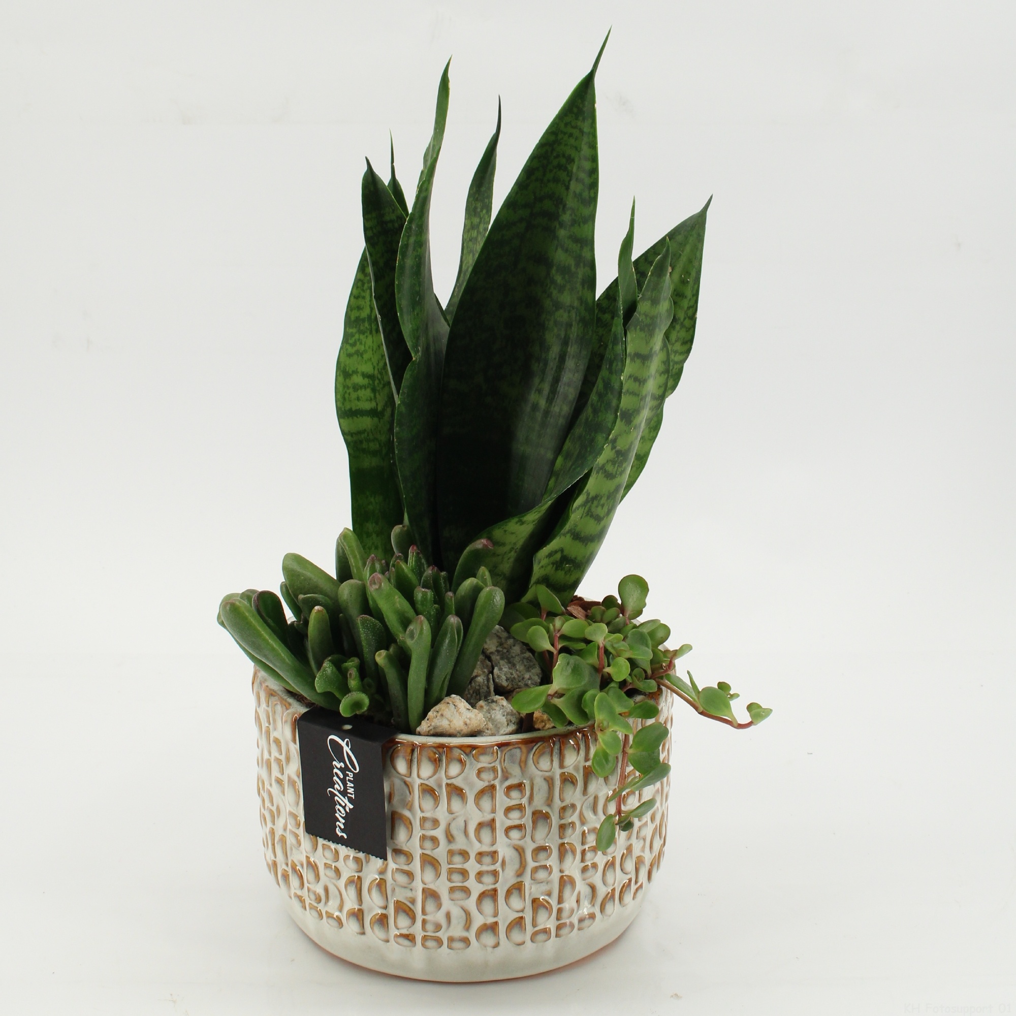 SUCR-2618 Succulent Essentials, D 17