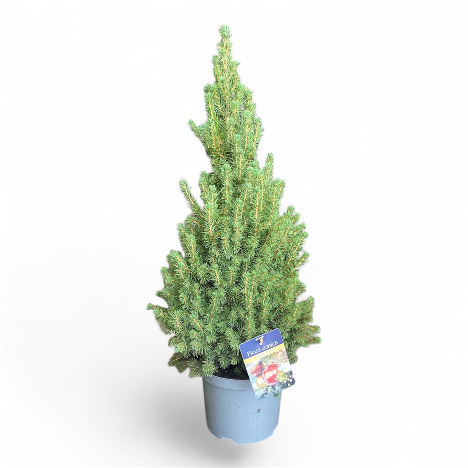 Picea gl. 'Conica' 50-60 cm Zilver ( 70-80 cm ), D 21 cm