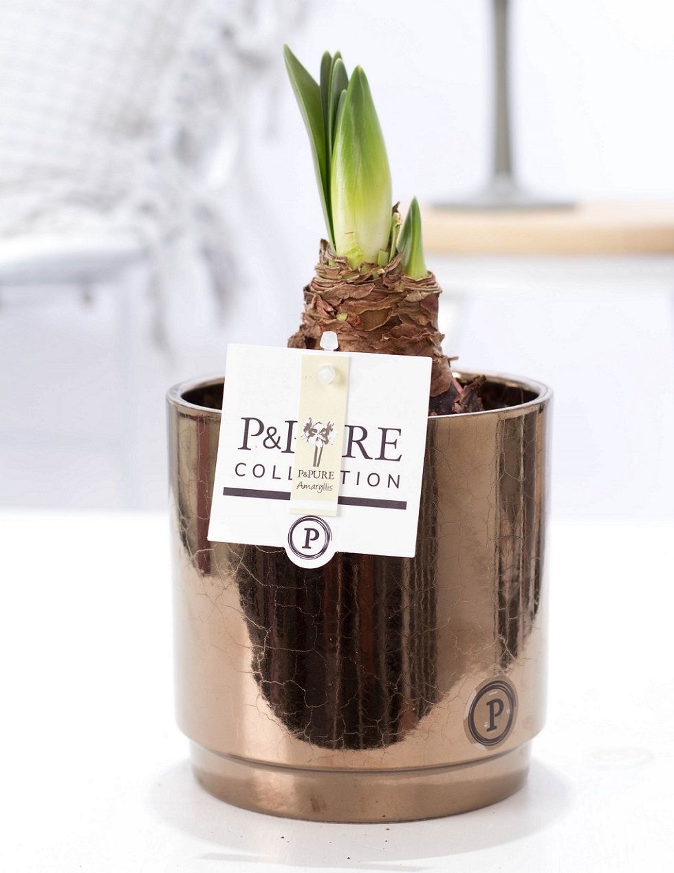 Hippeastrum white in P&PURE Juliette ceramics goldbronze, D 12