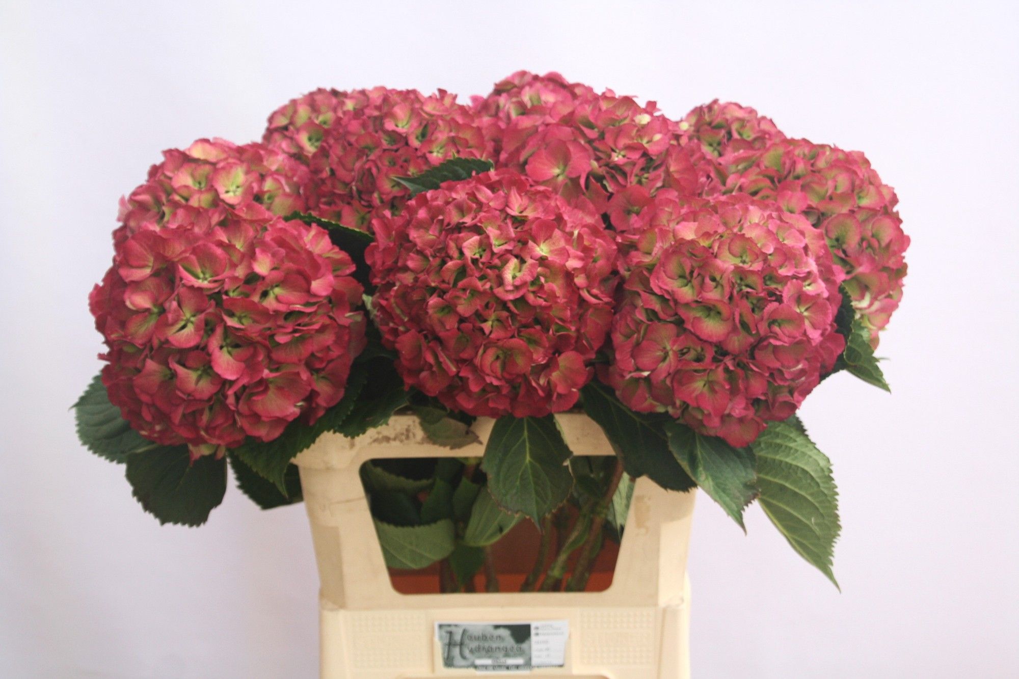 Гортензия Элбтал Классик 80, шт.