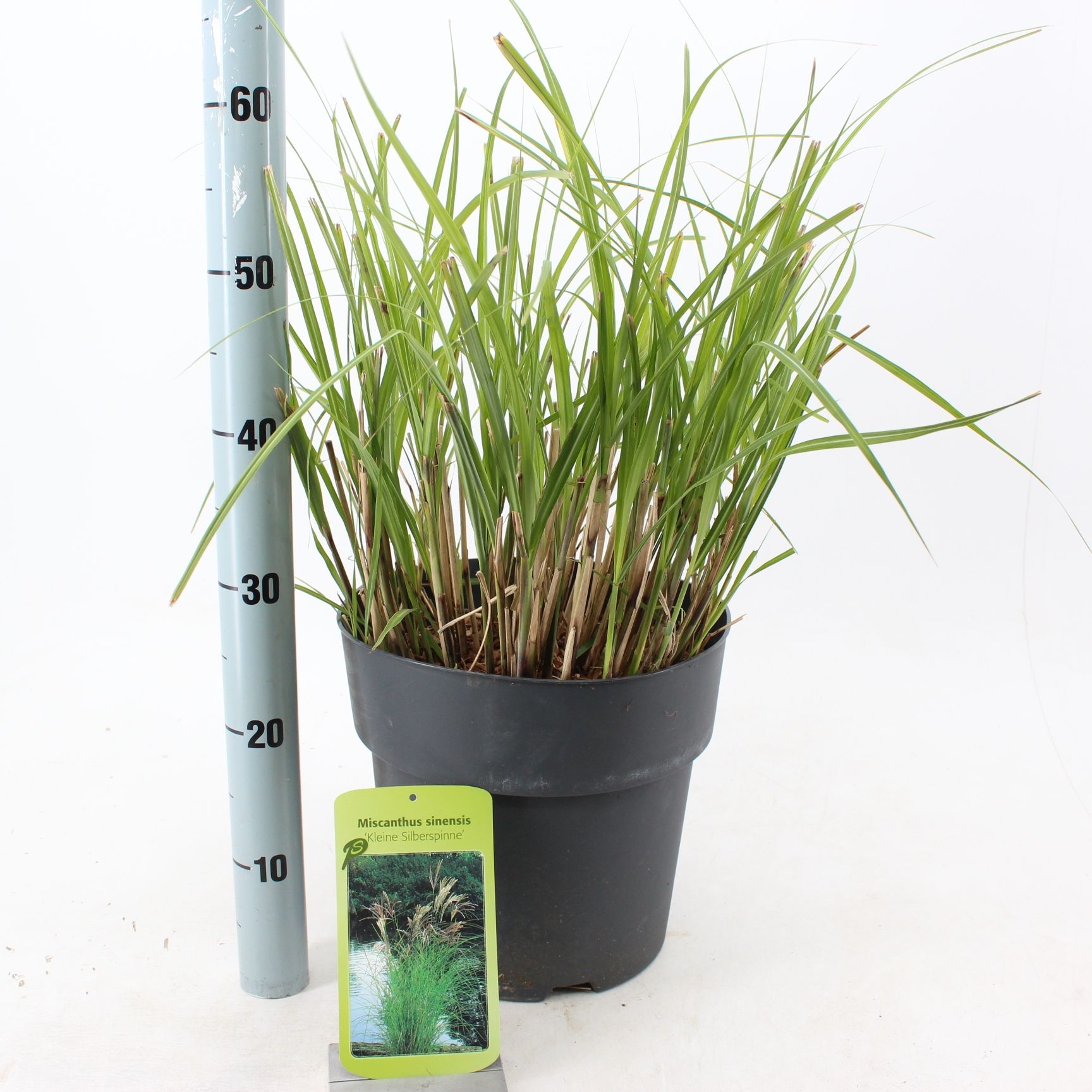 Miscanthus sin. 'Kleine Silberspinne', D 29