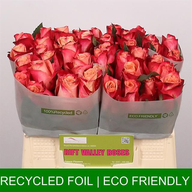 Роза од. Хелен 35, шт.