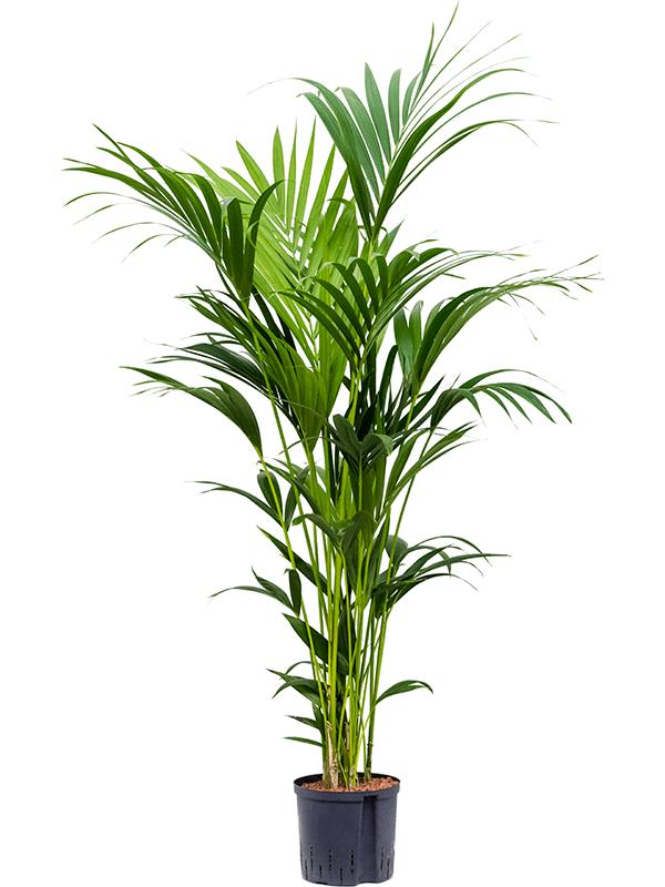 Kentia (Howea) forsteriana, D 22 cm