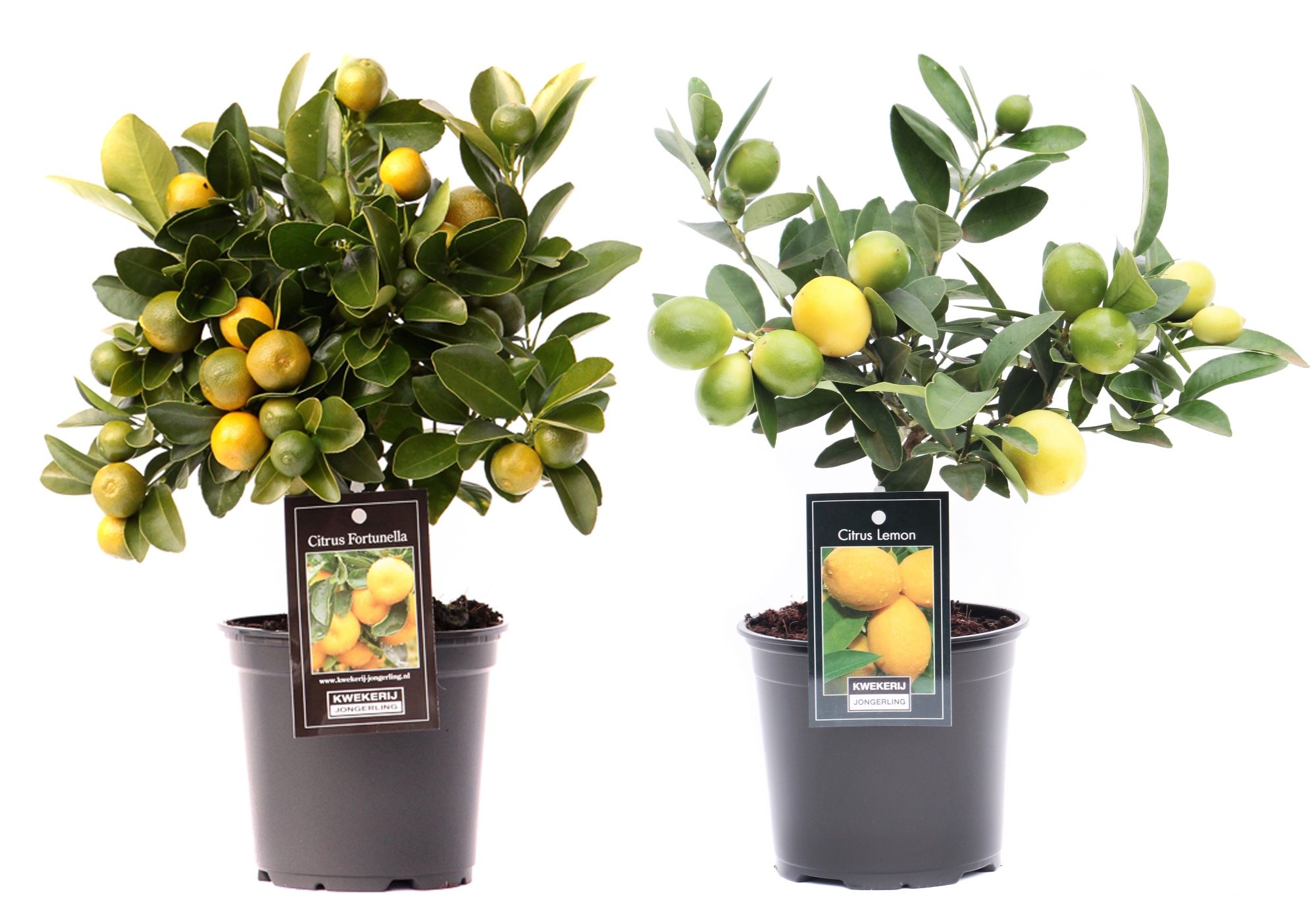 Citrus Mix 2 Soorten, D 12 cm