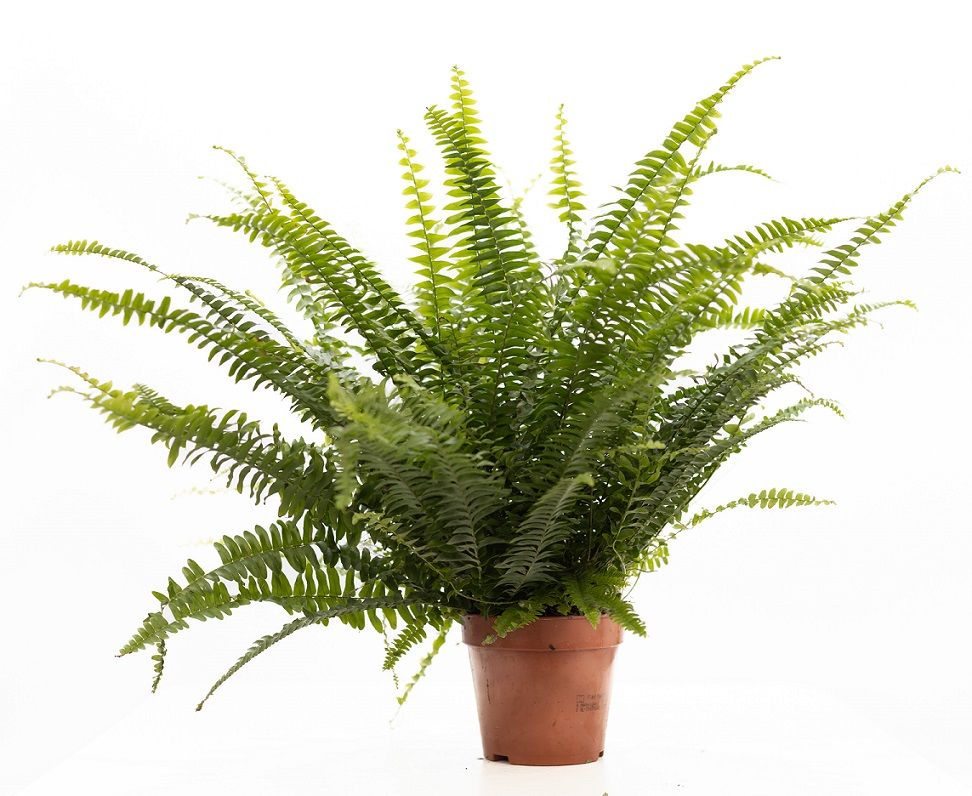 Nephrolepis Green Lady P&PURE Collection, D 12