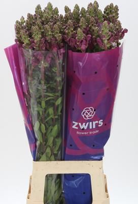 Антирринум Потомак Кримсон (красн.), шт.