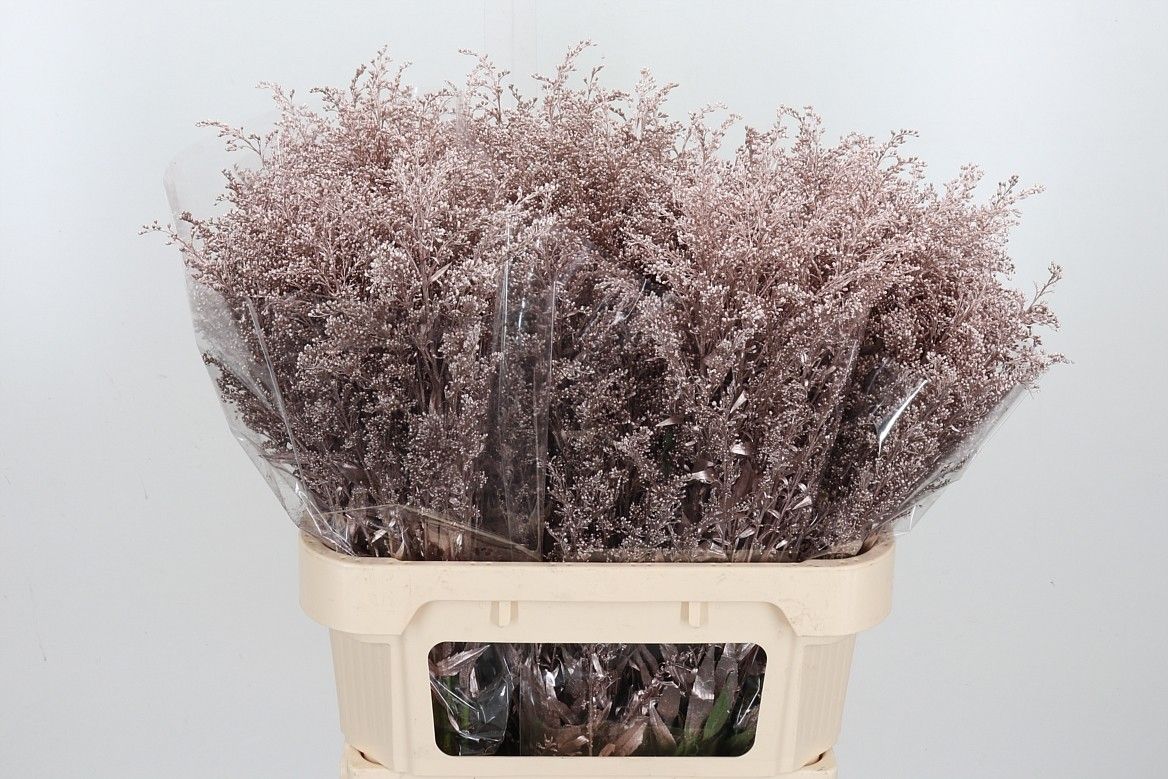 Солидаго Овериг Крашеный (краш. ) 80, шт.