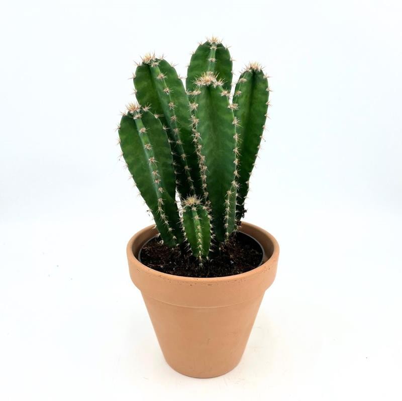 CEREUS PERUVIANUS 'Florida', D 12