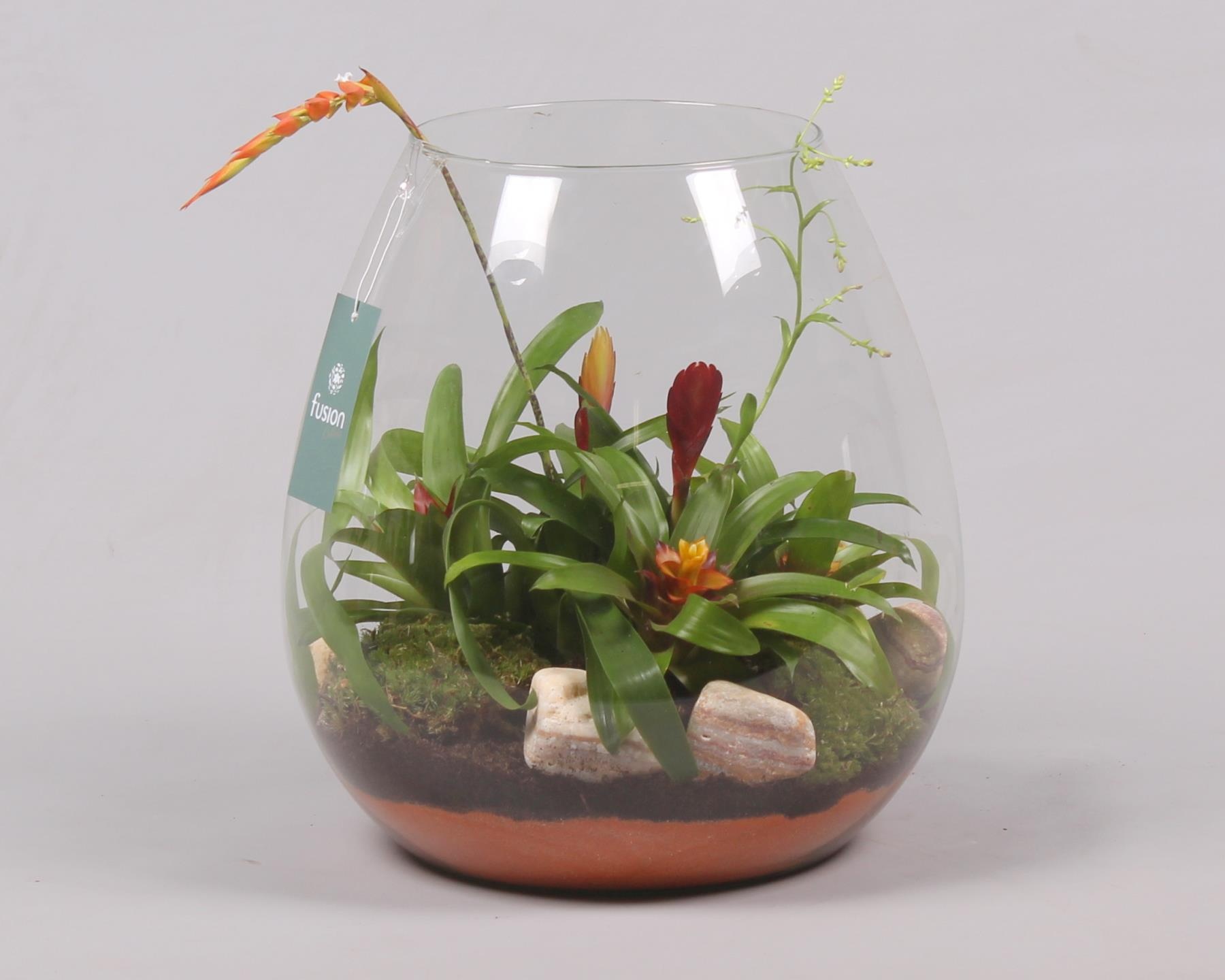 Green Bottle Abby XLarge met Bromelia, D 29 cm Green Bottle Abby XLarge met Bromelia, D 29 cm