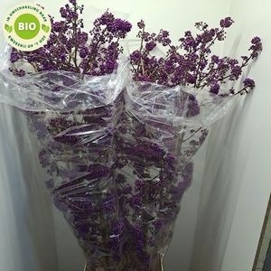 Калликарпа Бодиниери Профьюжн 150 (фиолет.), шт.