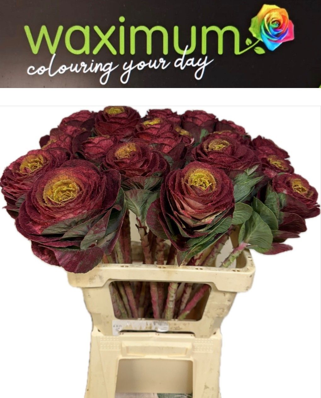 Брассика Овериг Крашеная (краш. ) 60, шт.