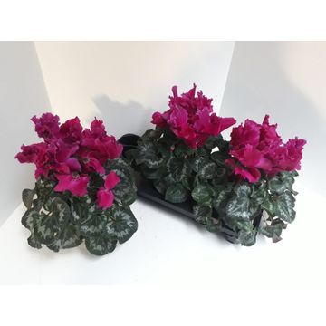 Cyclaam 13cm Paars grootbloemig, D 13