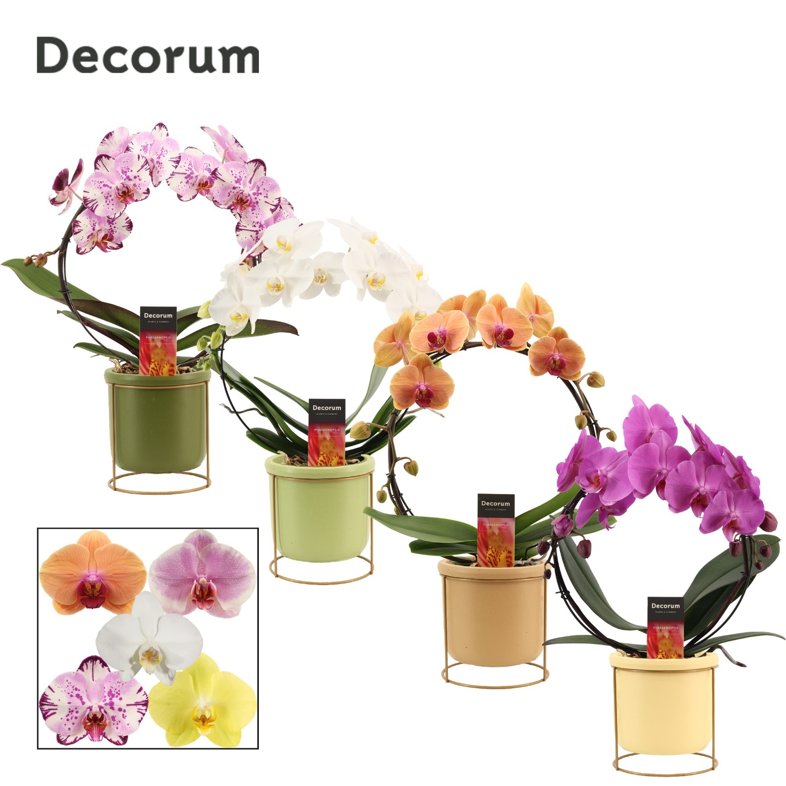 Phalaenopsis boog mix in Lynn (Silent moods-collection), D 12 cm