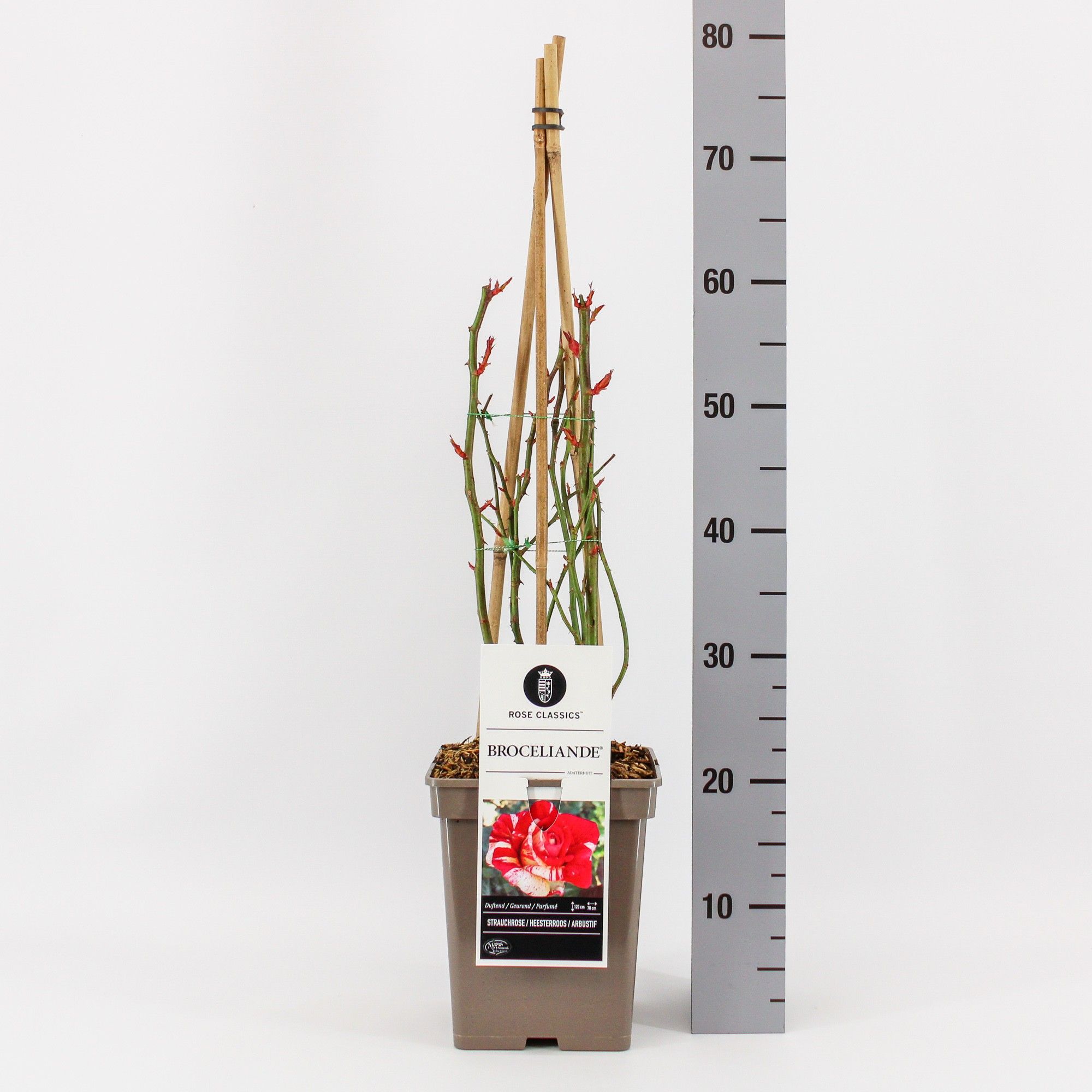 Rosa (H) Broceliande ®, C5, 4 stok 75 cm, D 23