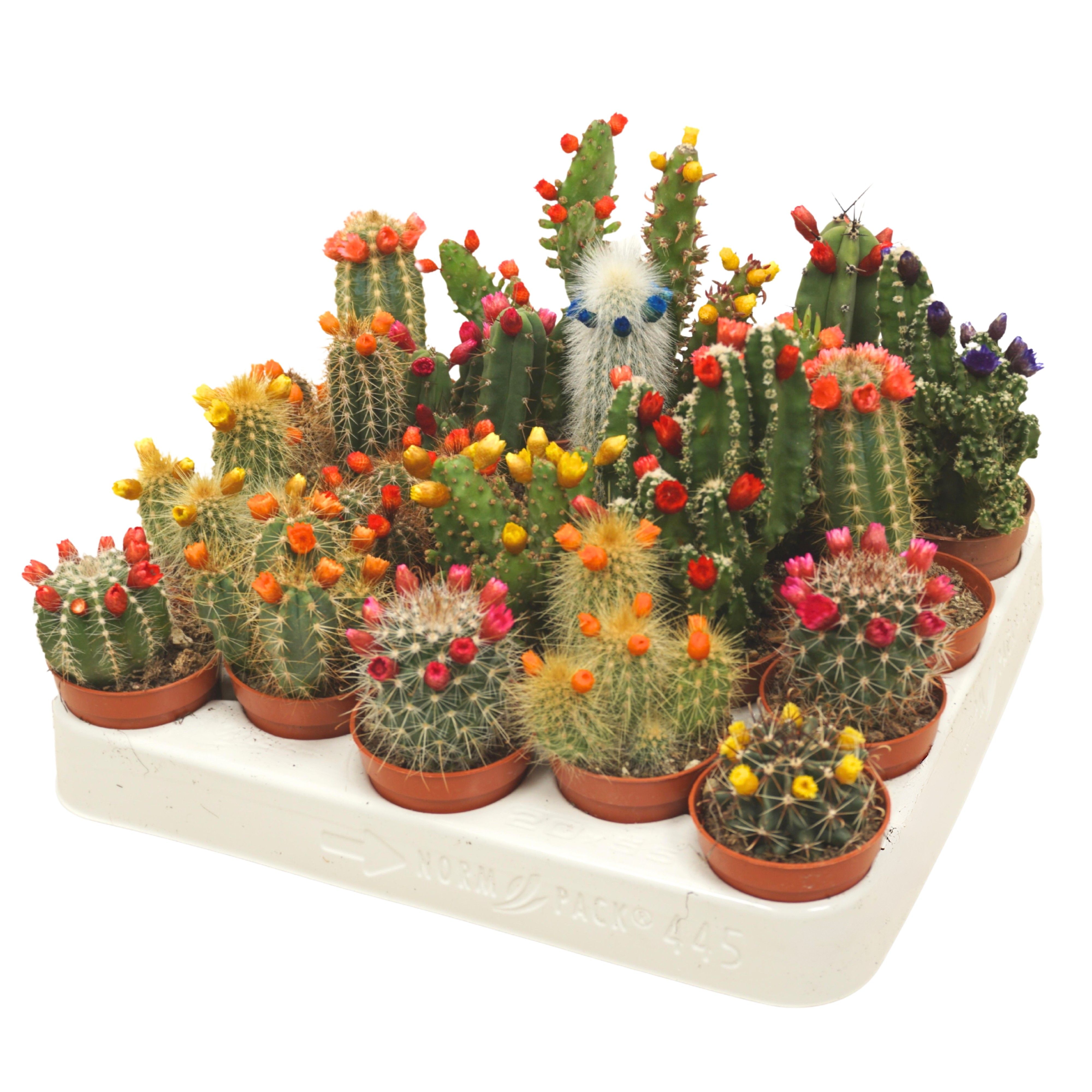 Cactus mix strobloem 5,5 cm, D 5,5