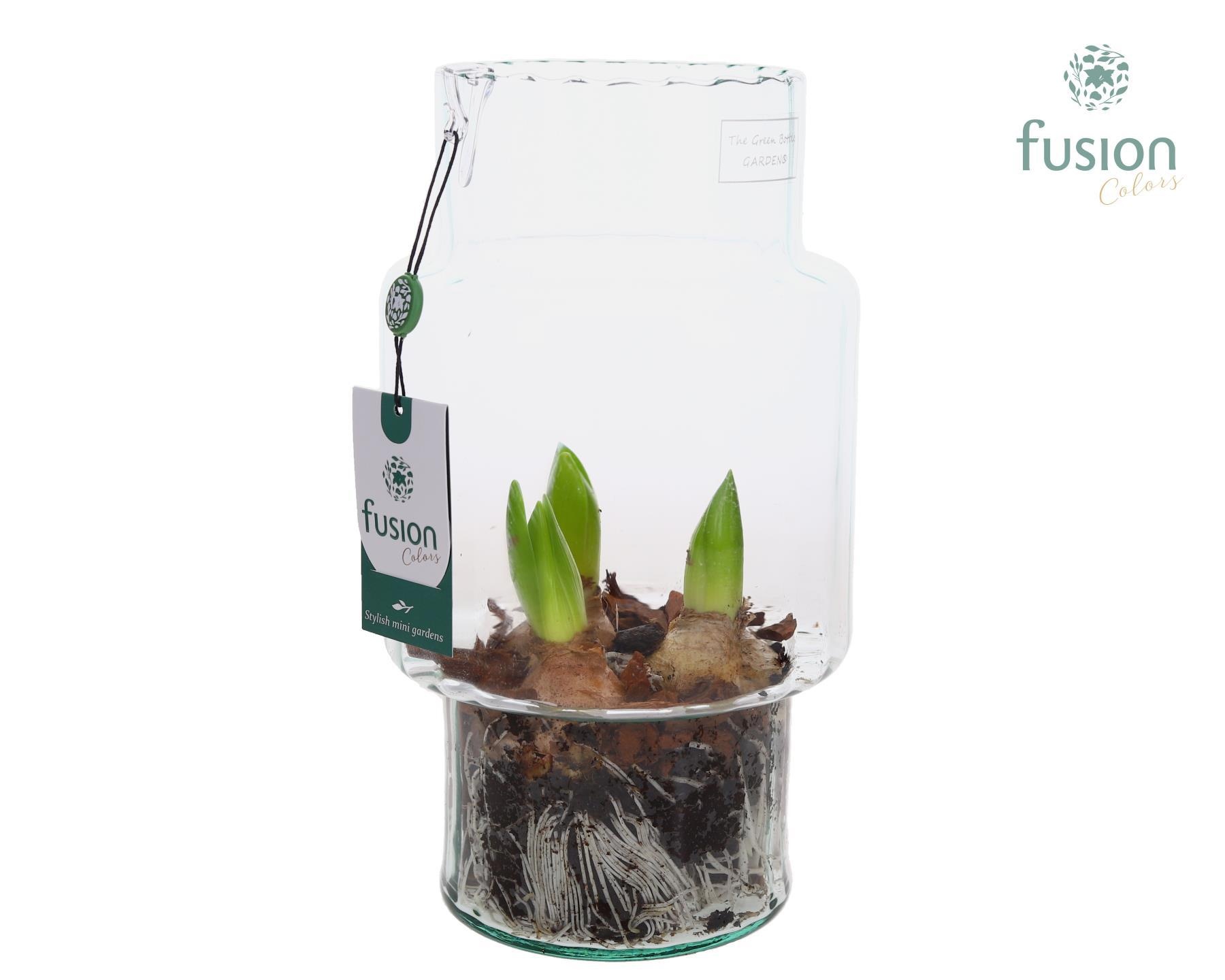 Green Bottle Sara Medium met Hyacinten, D 16