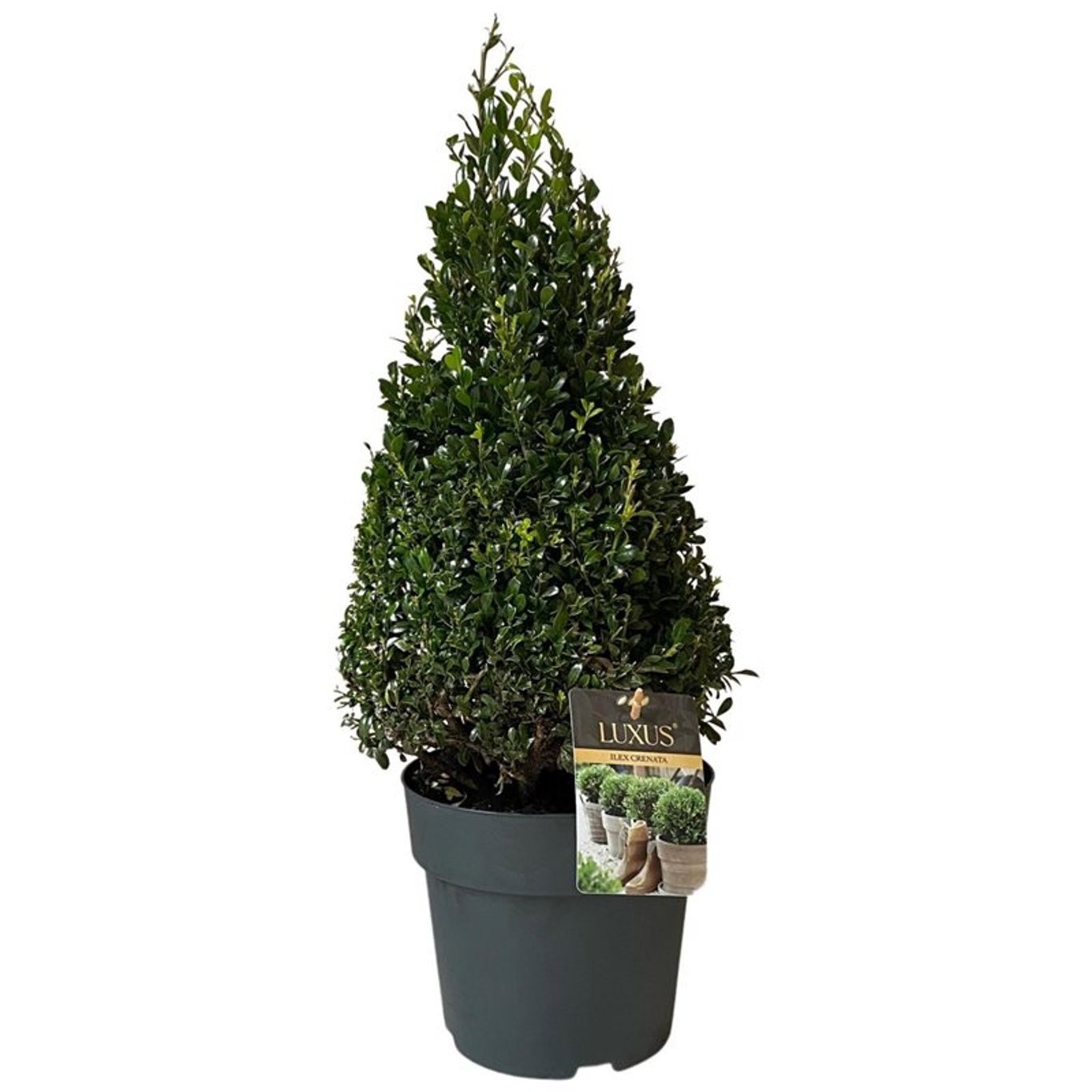 Ilex crenata Luxus® Pyramide 50-60 cm c5/p23, D 23 cm