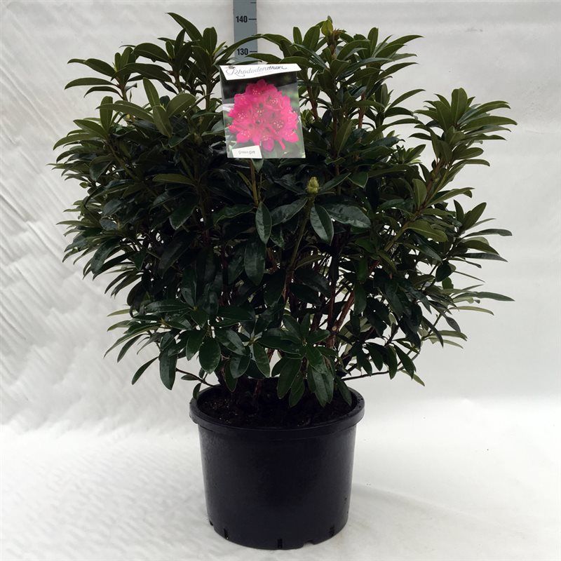 Rhodo. 'Anah Kruschke' pink/purple, D 45