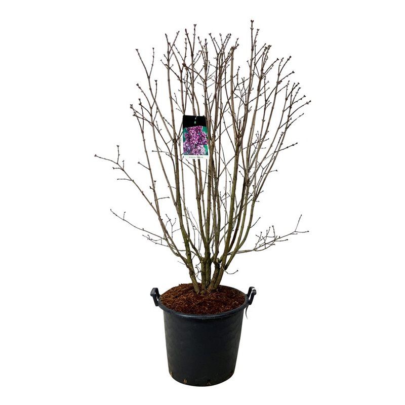 Syringa v. 'Charles Joly', D 50