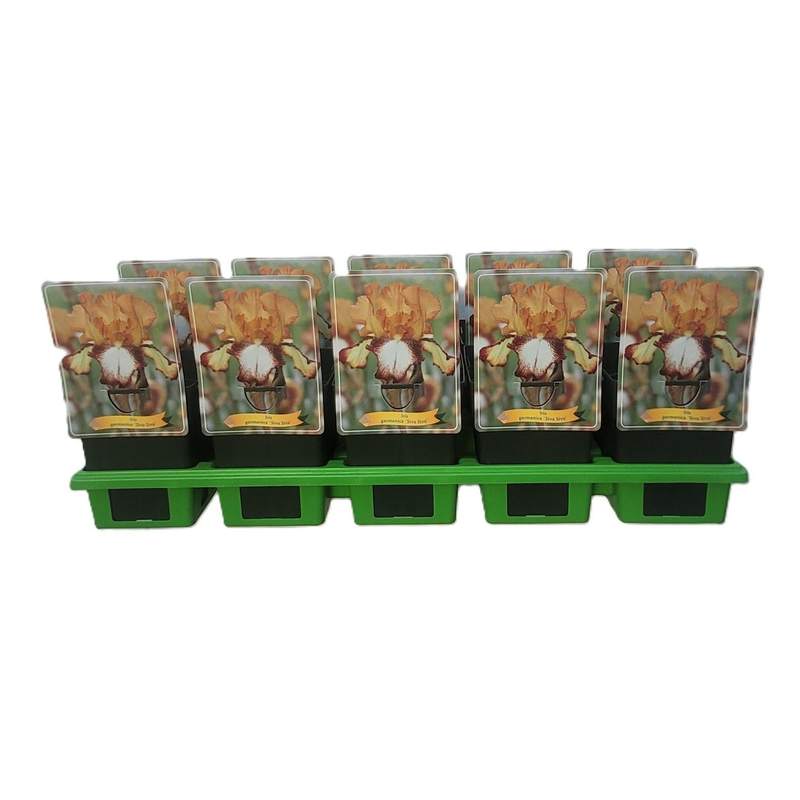 Iris germanica 'Siva Siva' P11, D 11